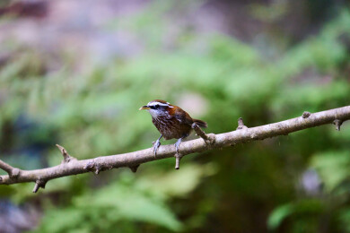 户外森林里栖息的野生鸟类