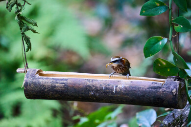 户外森林里栖息的野生鸟类