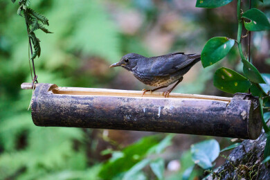 户外森林里栖息的野生鸟类