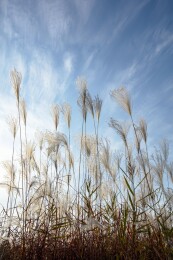 芦花飘飘