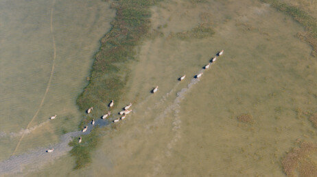 航拍江苏盐城大丰黄海之滨野鹿荡湿地麋鹿欢