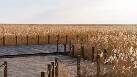 齐齐哈尔扎龙自然保护区秋天的景色
