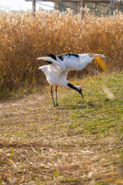 秋天扎龙自然保护区的丹顶鹤