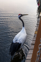秋天扎龙自然保护区的丹顶鹤