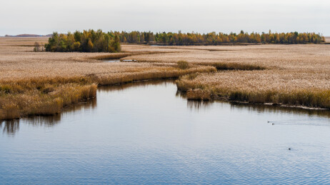 齐齐哈尔扎龙自然保护区秋天的景色
