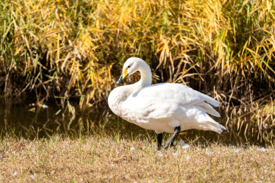 齐齐哈尔扎龙自然保护区秋天的景色