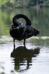 湖中梳理羽毛的黑天鹅特写倒影