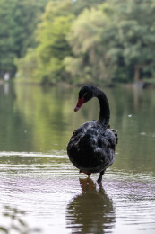 湖中梳理羽毛的黑天鹅特写倒影