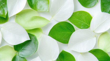 绿色和奶白色叶片植物