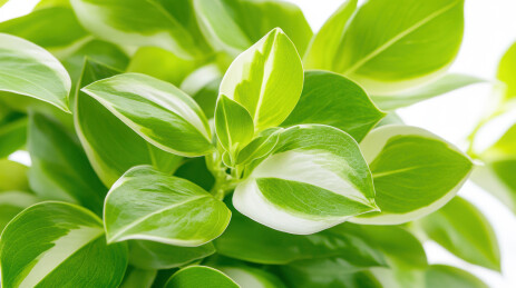 绿色和奶白色叶片植物