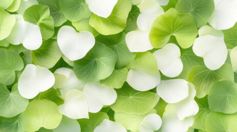 绿色和奶白色叶片植物