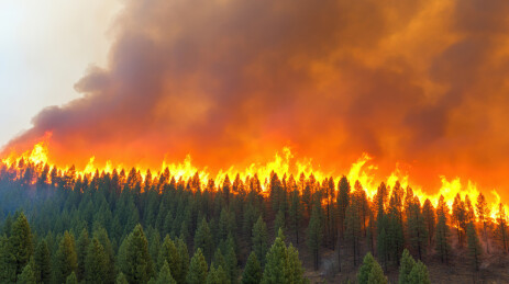 森林大火中的熊熊火焰