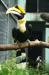 中国动物园树枝上站立的一只黄色喙部大嘴鸟