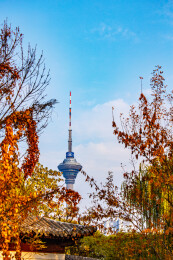 浓郁秋色映衬下的天津市广播电视塔