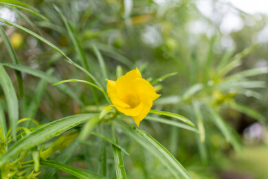 黄花夹竹桃的花