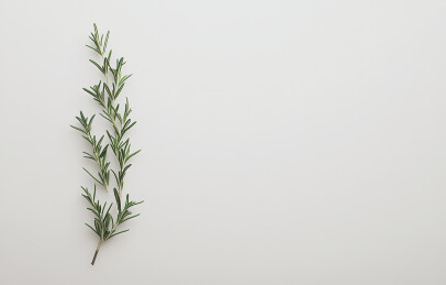 白色背景上的植物特写镜头