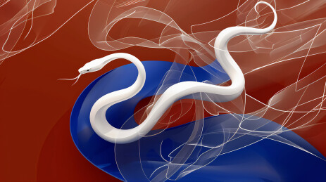 新年蛇年抽象概念白蛇插画