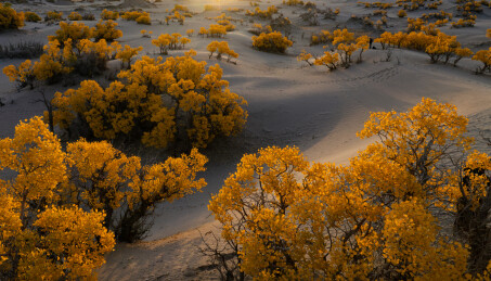 格尔木秋色胡杨