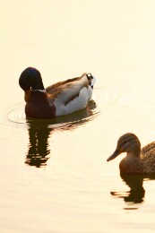 北京公园绿头鸭