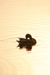 北京公园绿头鸭