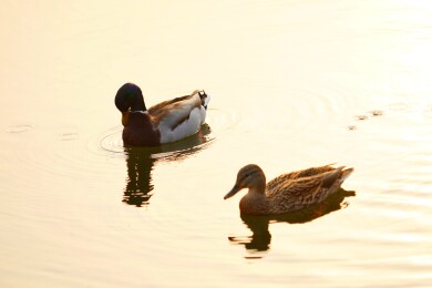 北京公园绿头鸭