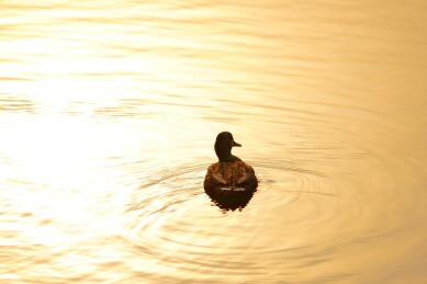 北京公园绿头鸭