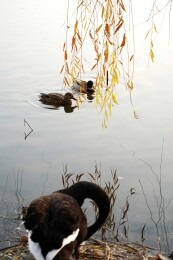 北京公园绿头鸭