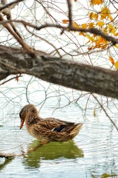 北京公园绿头鸭