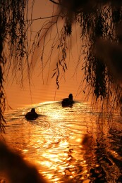 北京公园绿头鸭