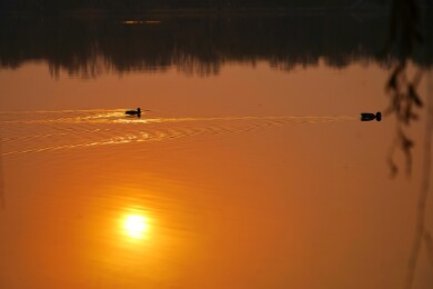 北京公园绿头鸭