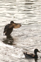北京公园绿头鸭