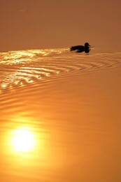 北京公园绿头鸭