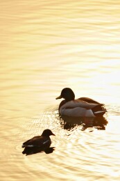 北京公园绿头鸭