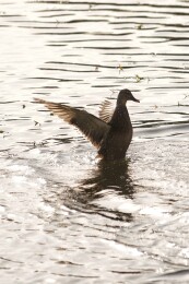 北京公园绿头鸭