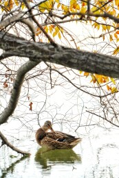北京公园绿头鸭