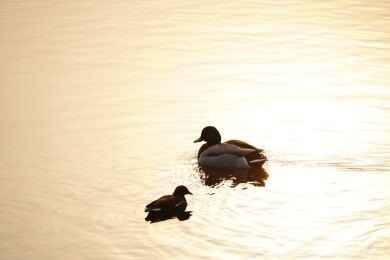 北京公园绿头鸭