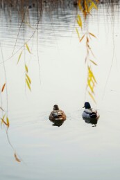 北京公园绿头鸭