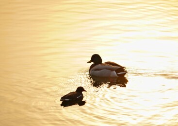 北京公园绿头鸭