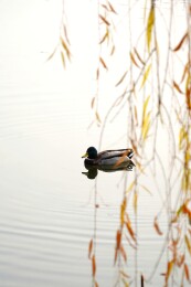 北京公园绿头鸭