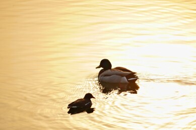 北京公园绿头鸭