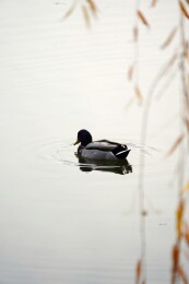 北京公园绿头鸭