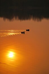 北京公园绿头鸭