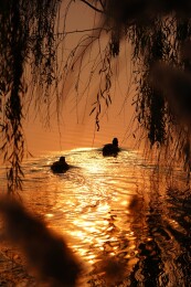 北京公园绿头鸭