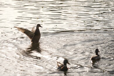 北京公园绿头鸭