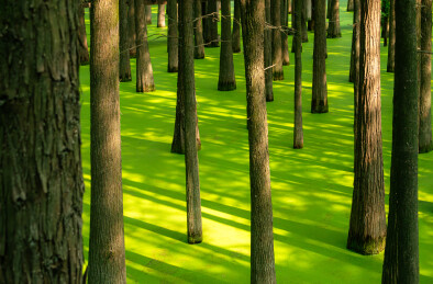 青山湖水上森林