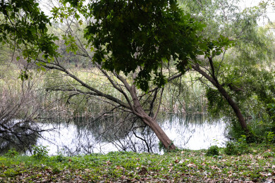 池塘边怪异嶙峋的枯枝老树