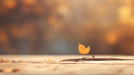 一片落叶节气背景