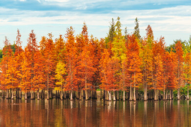 中国四川成都白鹭湾湿地公园水杉林