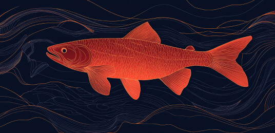 鱼在水中游泳的特写镜头