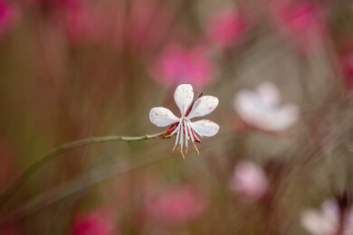 白色山桃草花